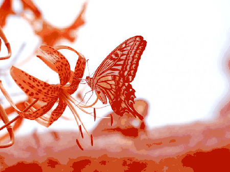 Motylek na pomarańczowej lili